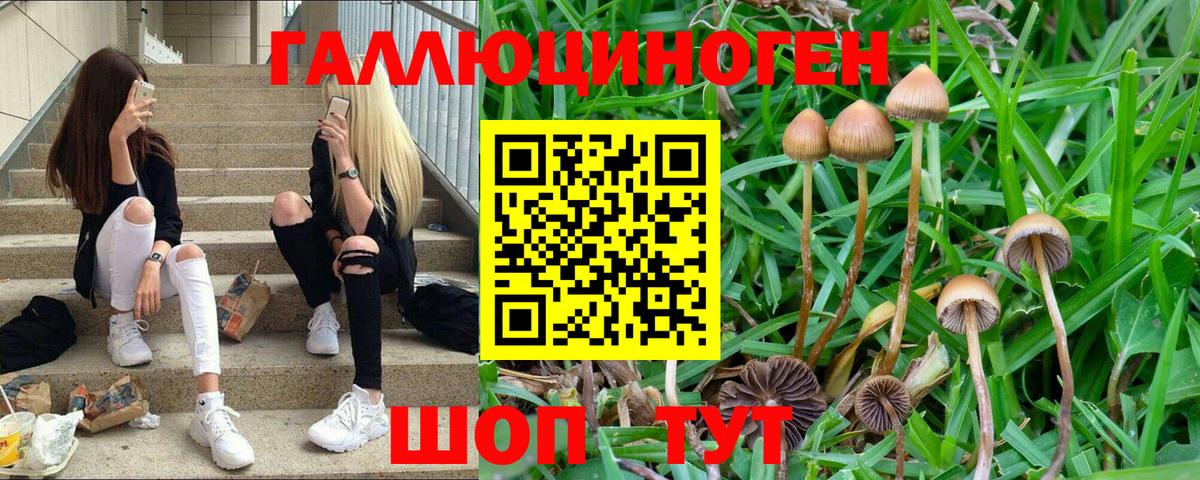 Дальнегорск  Галлюциногенные грибы Psilocybe  Вход с VPN 